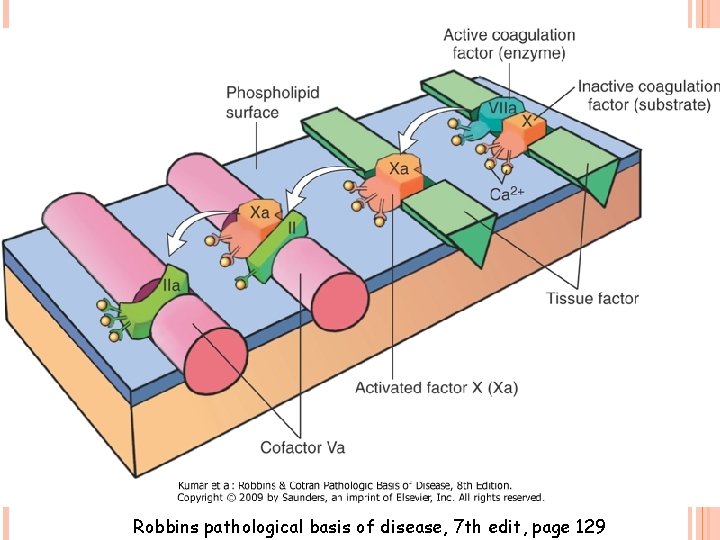 Robbins pathological basis of disease, 7 th edit, page 129 