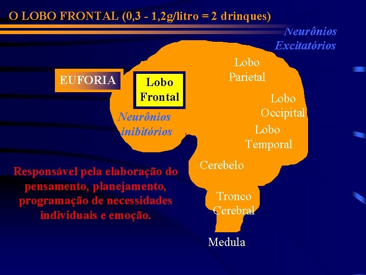 O LOBO FRONTAL (0, 3 - 1, 2 g/litro = 2 drinques) Neurônios Excitatórios