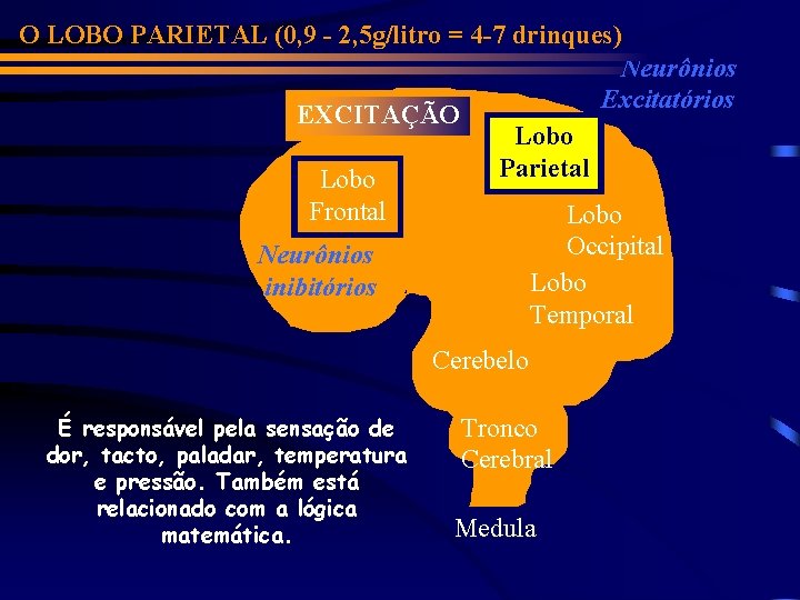 O LOBO PARIETAL (0, 9 - 2, 5 g/litro = 4 -7 drinques) Neurônios