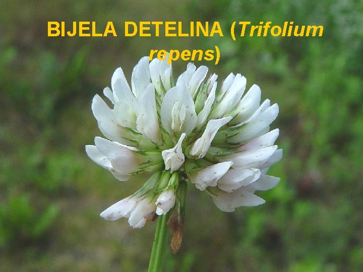 BIJELA DETELINA (Trifolium repens) 