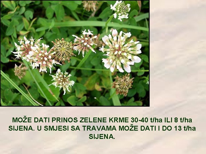 MOŽE DATI PRINOS ZELENE KRME 30 -40 t/ha ILI 8 t/ha SIJENA. U SMJESI