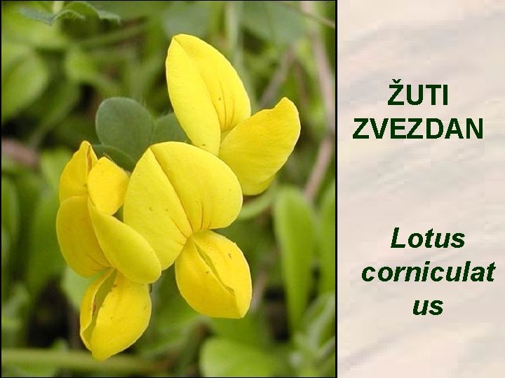 ŽUTI ZVEZDAN Lotus corniculat us 