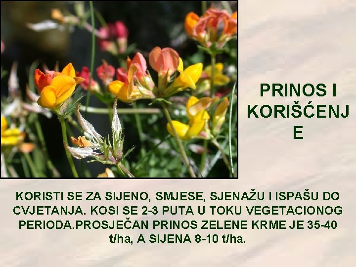 PRINOS I KORIŠĆENJ E KORISTI SE ZA SIJENO, SMJESE, SJENAŽU I ISPAŠU DO CVJETANJA.