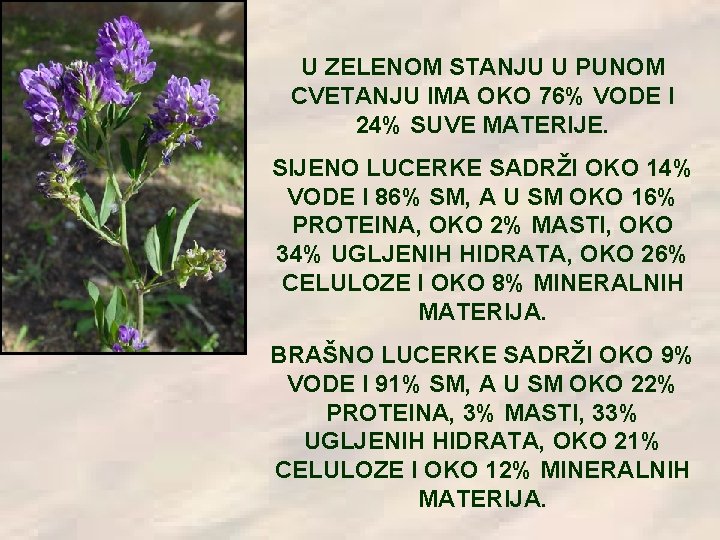 U ZELENOM STANJU U PUNOM CVETANJU IMA OKO 76% VODE I 24% SUVE MATERIJE.