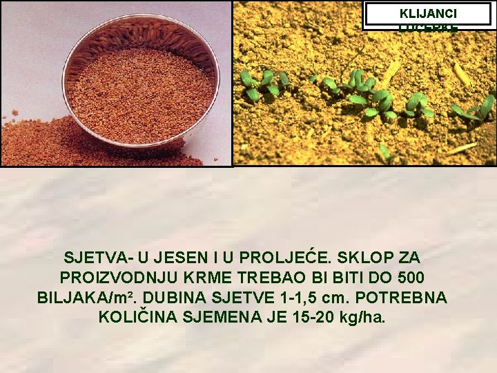 KLIJANCI LUCERKE SJETVA- U JESEN I U PROLJEĆE. SKLOP ZA PROIZVODNJU KRME TREBAO BI