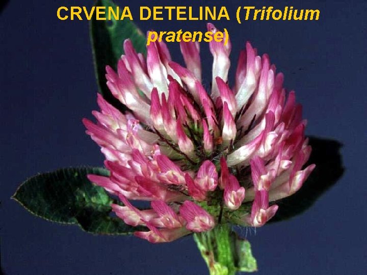 CRVENA DETELINA (Trifolium pratense) 