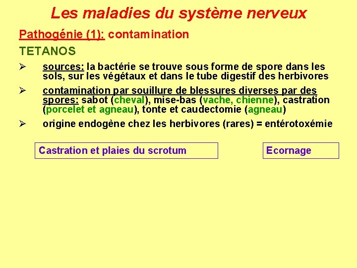 Les maladies du système nerveux Pathogénie (1): contamination TETANOS Ø Ø Ø sources: la