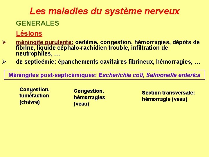 Les maladies du système nerveux GENERALES Lésions Ø Ø méningite purulente: oedème, congestion, hémorragies,
