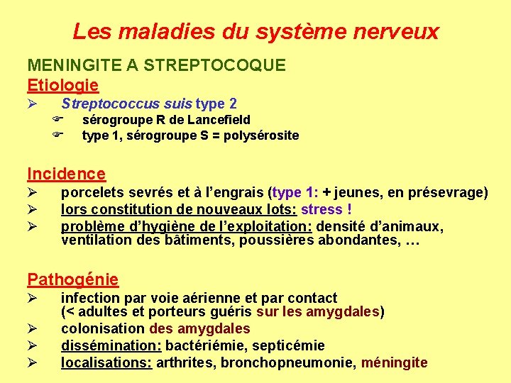 Les maladies du système nerveux MENINGITE A STREPTOCOQUE Etiologie Ø Streptococcus suis type 2
