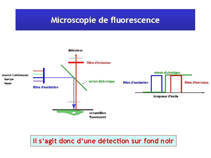 Microscopie de fluorescence Il s’agit donc d’une détection sur fond noir 