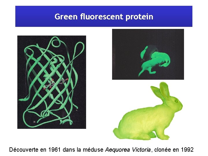 Green fluorescent protein Découverte en 1961 dans la méduse Aequorea Victoria, clonée en 1992