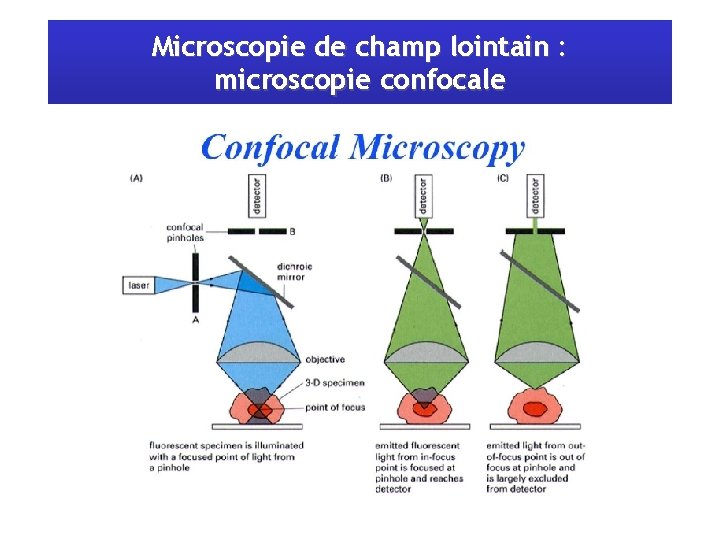 Microscopie de champ lointain : microscopie confocale 