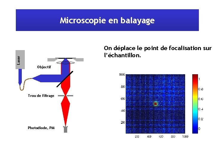 Microscopie en balayage Laser On déplace le point de focalisation sur l’échantillon. Objectif Trou