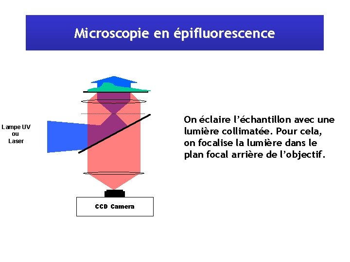 Microscopie en épifluorescence On éclaire l’échantillon avec une lumière collimatée. Pour cela, on focalise