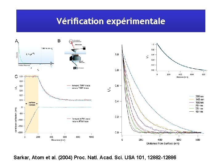 Vérification expérimentale Sarkar, Atom et al. (2004) Proc. Natl. Acad. Sci. USA 101, 12882