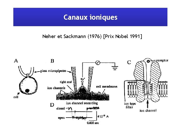 Canaux ioniques Neher et Sackmann (1976) [Prix Nobel 1991] 
