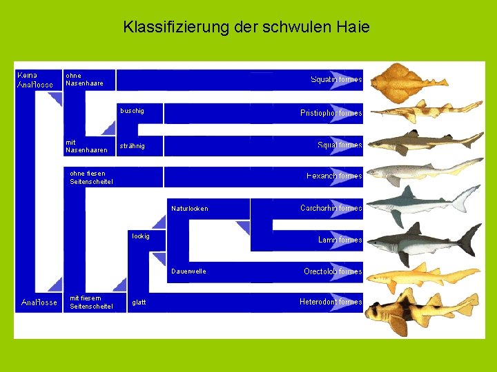 Klassifizierung der schwulen Haie ohne Nasenhaare buschig mit Nasenhaaren strähnig ohne fiesen Seitenscheitel Naturlocken
