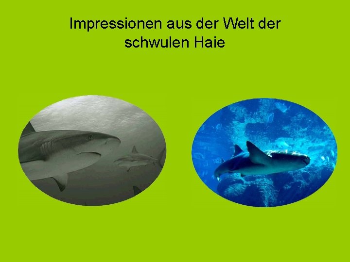 Impressionen aus der Welt der schwulen Haie 