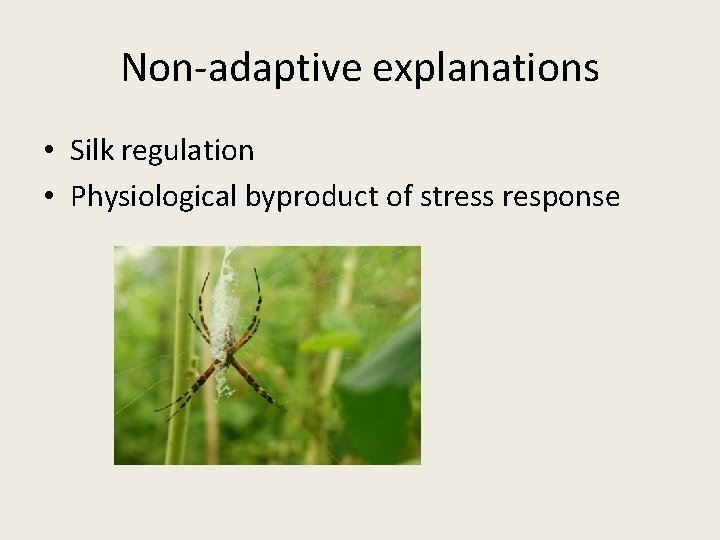 Non-adaptive explanations • Silk regulation • Physiological byproduct of stress response 