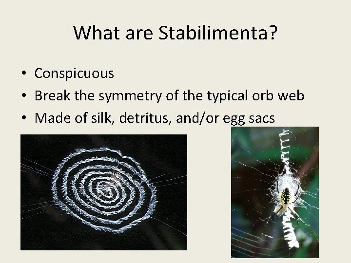 What are Stabilimenta? • Conspicuous • Break the symmetry of the typical orb web