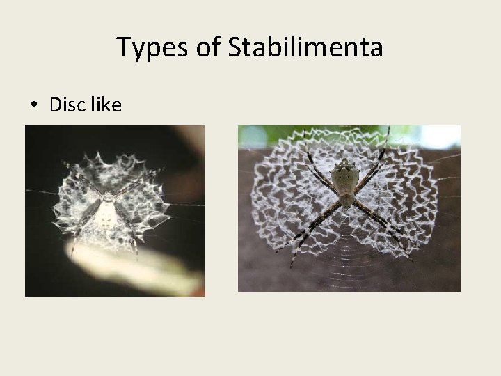 Types of Stabilimenta • Disc like 