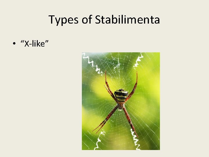 Types of Stabilimenta • “X-like” 