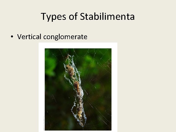 Types of Stabilimenta • Vertical conglomerate 