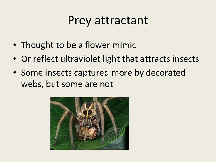Prey attractant • Thought to be a flower mimic • Or reflect ultraviolet light