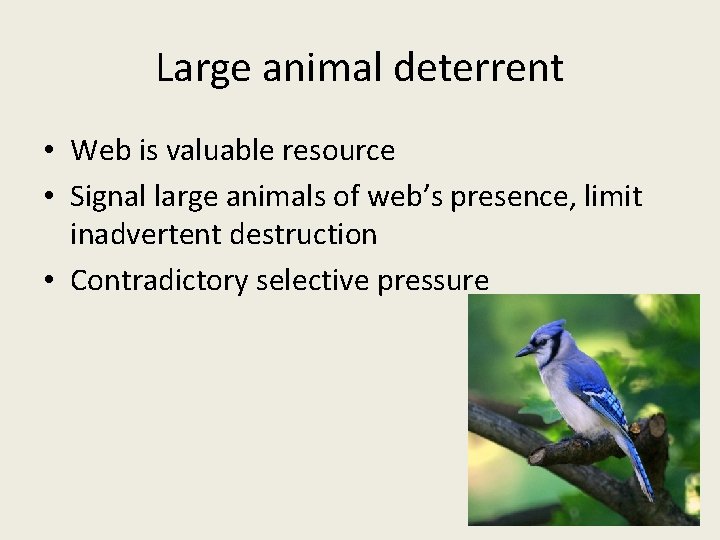 Large animal deterrent • Web is valuable resource • Signal large animals of web’s