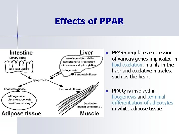 Receptors of fatty acids and endocannabinoids lipid rafts