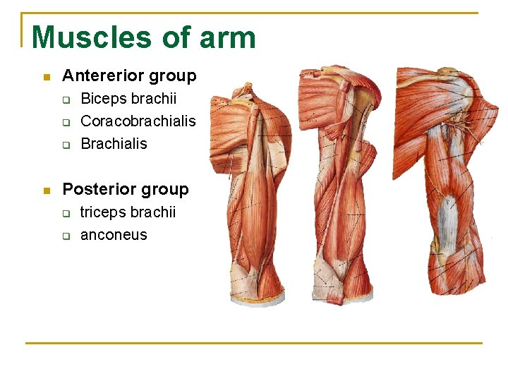 Muscles of arm n Antererior group q q q n Biceps brachii Coracobrachialis Brachialis