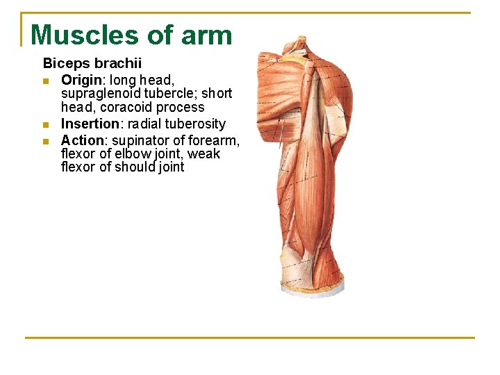 Muscles of arm Biceps brachii n Origin: long head, supraglenoid tubercle; short head, coracoid