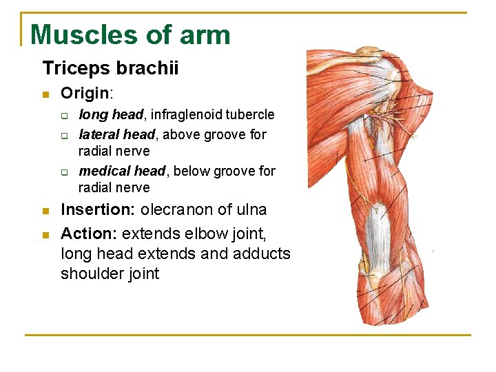Muscles of arm Triceps brachii n Origin: q q q n n long head,