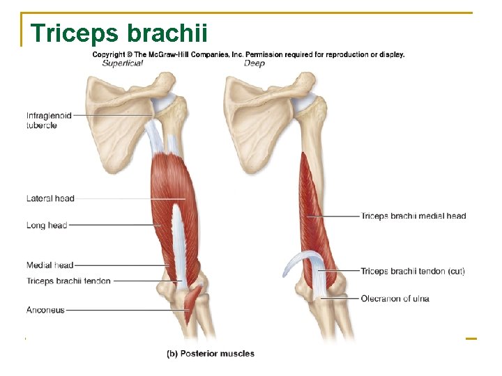 Triceps brachii 