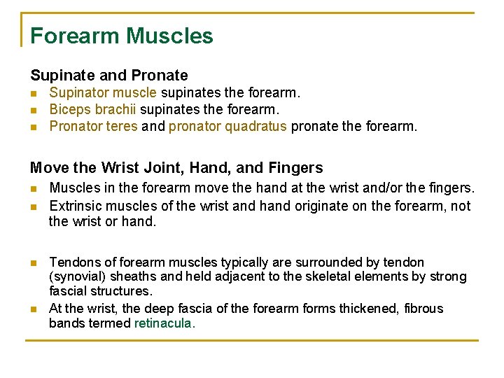 Forearm Muscles Supinate and Pronate n n n Supinator muscle supinates the forearm. Biceps