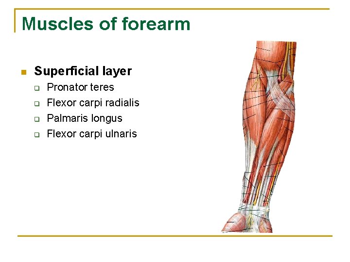 Muscles of forearm n Superficial layer q q Pronator teres Flexor carpi radialis Palmaris