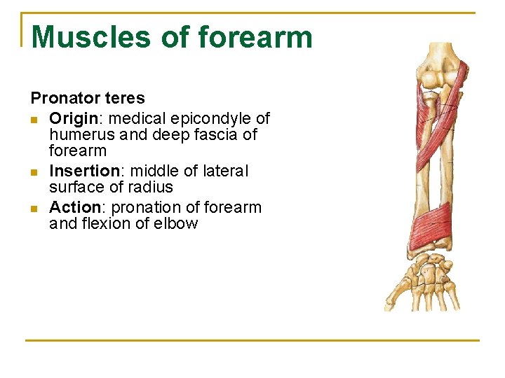 Muscles of forearm Pronator teres n Origin: medical epicondyle of humerus and deep fascia