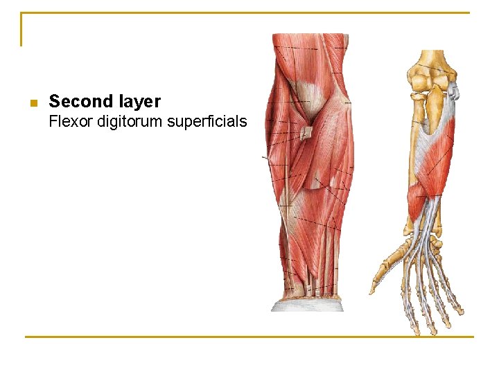 n Second layer Flexor digitorum superficials 