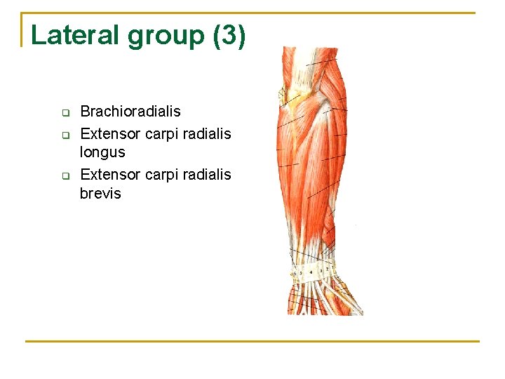 Lateral group (3) q q q Brachioradialis Extensor carpi radialis longus Extensor carpi radialis