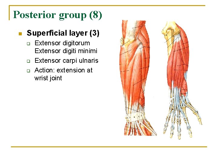 Posterior group (8) n Superficial layer (3) q q q Extensor digitorum Extensor digiti