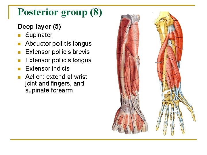 Posterior group (8) Deep layer (5) n Supinator n Abductor pollicis longus n Extensor