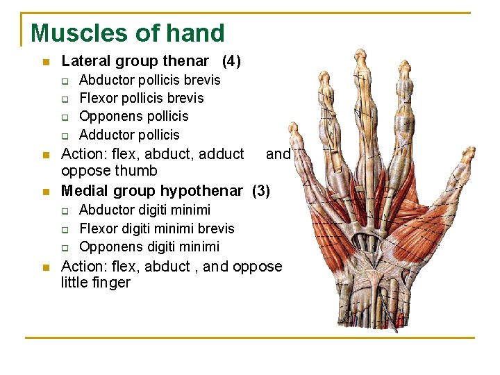 Muscles of hand n Lateral group thenar (4) q q n n Action: flex,