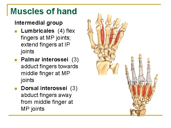 Muscles of hand Intermedial group n Lumbricales (4) flex fingers at MP joints; extend