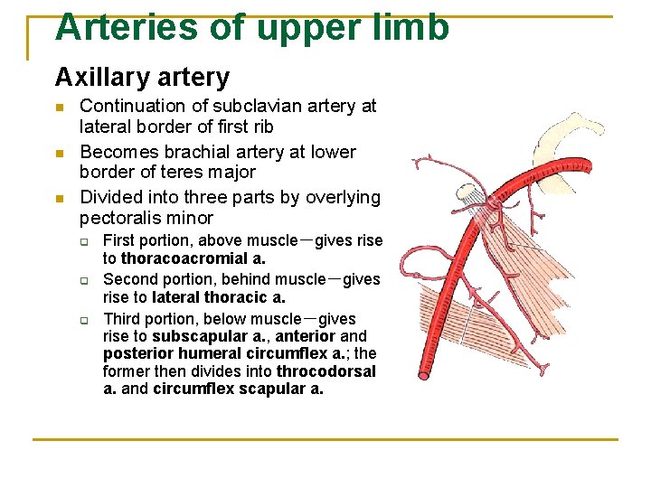 Arteries of upper limb Axillary artery n n n Continuation of subclavian artery at