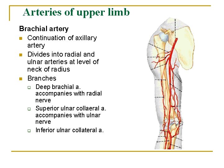 Arteries of upper limb Brachial artery n Continuation of axillary artery n Divides into