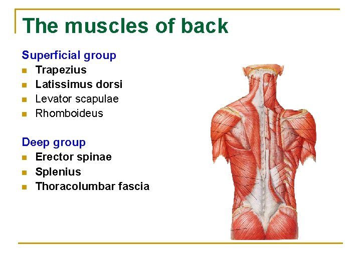 The muscles of back Superficial group n Trapezius n Latissimus dorsi n Levator scapulae