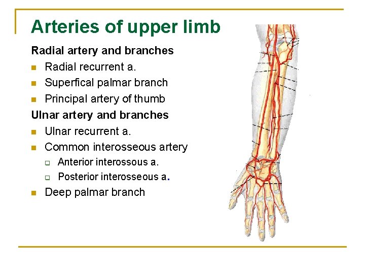 Arteries of upper limb Radial artery and branches n Radial recurrent a. n Superfical