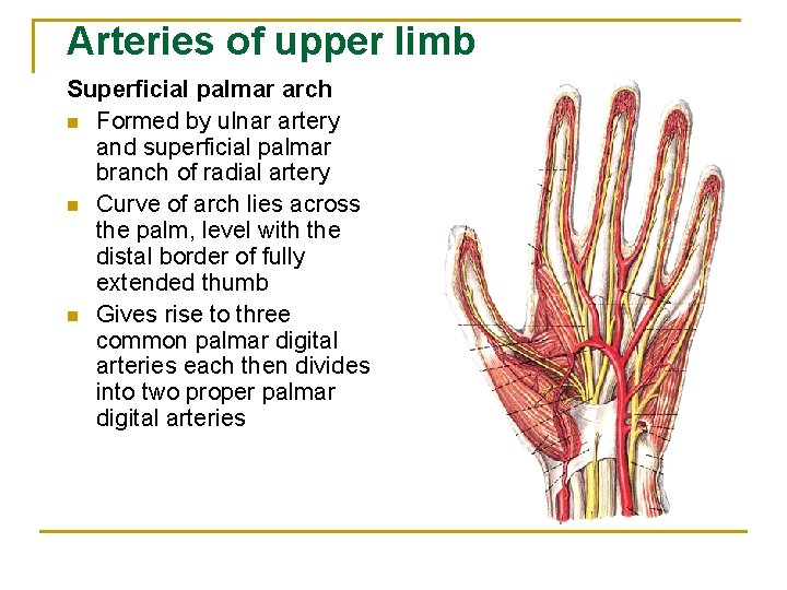 Arteries of upper limb Superficial palmar arch n Formed by ulnar artery and superficial