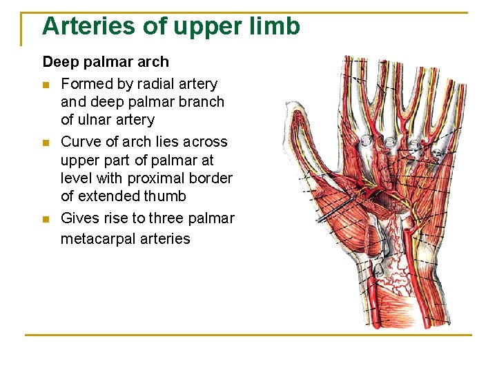 Arteries of upper limb Deep palmar arch n Formed by radial artery and deep