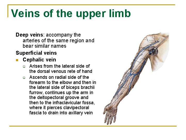 Veins of the upper limb Deep veins: accompany the arteries of the same region